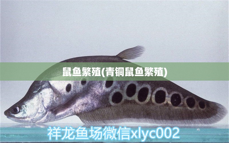 鼠魚繁殖(青銅鼠魚繁殖) 彩鰈魚缸（彩蝶魚缸）