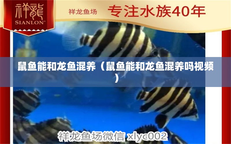 鼠魚能和龍魚混養(yǎng)（鼠魚能和龍魚混養(yǎng)嗎視頻）