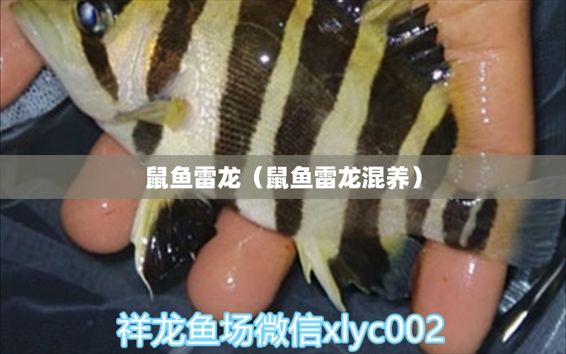 鼠魚(yú)雷龍（鼠魚(yú)雷龍混養(yǎng)）