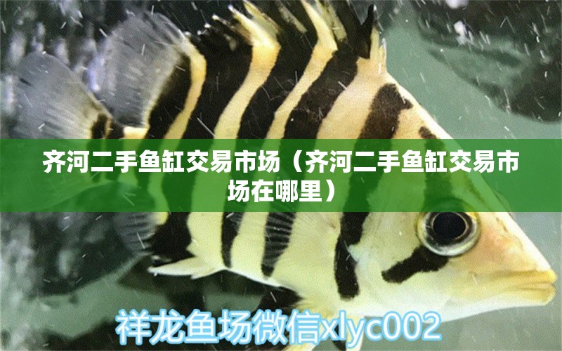 齊河二手魚缸交易市場（齊河二手魚缸交易市場在哪里） 其他品牌魚缸