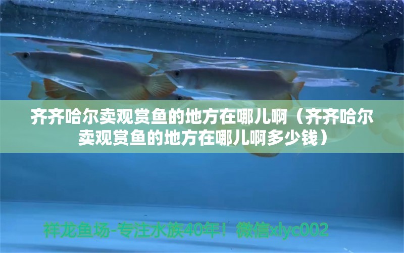 齊齊哈爾賣觀賞魚的地方在哪兒?。R齊哈爾賣觀賞魚的地方在哪兒啊多少錢） 祥龍魚場