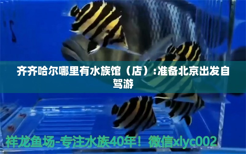 齊齊哈爾哪里有水族館（店）:準備北京出發(fā)自駕游 觀賞魚水族批發(fā)市場