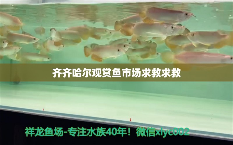 齊齊哈爾觀賞魚市場(chǎng)求救求救 觀賞魚市場(chǎng)（混養(yǎng)魚） 第3張