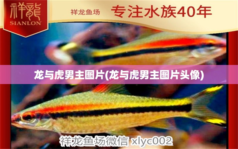 龍與虎男主圖片(龍與虎男主圖片頭像) 粗線銀版魚(yú)