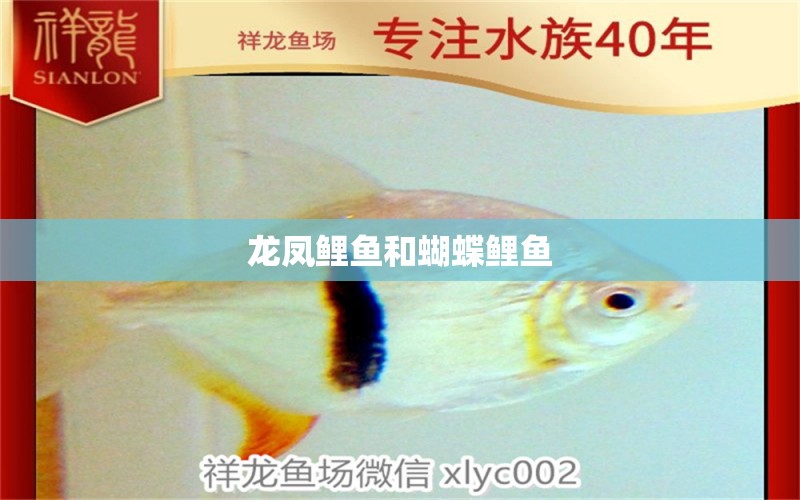 龍鳳鯉魚和蝴蝶鯉魚 水族問答 第2張