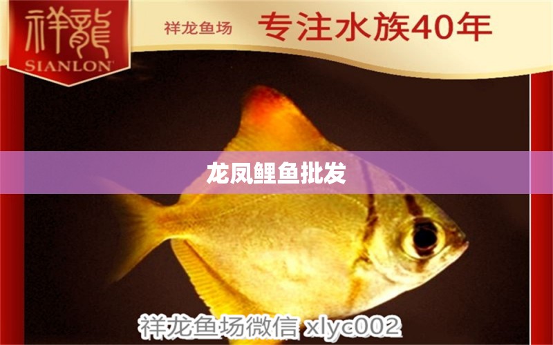 龍鳳鯉魚批發(fā)