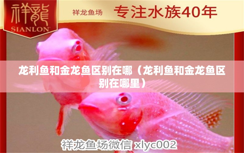 龍利魚和金龍魚區(qū)別在哪（龍利魚和金龍魚區(qū)別在哪里）