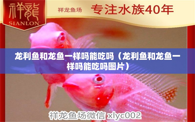 龍利魚和龍魚一樣嗎能吃嗎（龍利魚和龍魚一樣嗎能吃嗎圖片） 綠皮皇冠豹魚