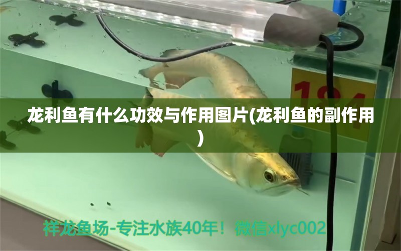 龍利魚有什么功效與作用圖片(龍利魚的副作用) 新加坡號半紅龍魚（練手級紅龍魚）