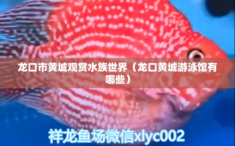 龍口市黃城觀(guān)賞水族世界（龍口黃城游泳館有哪些）