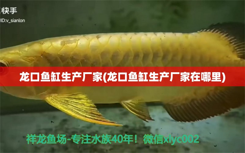 龍口魚缸生產(chǎn)廠家(龍口魚缸生產(chǎn)廠家在哪里) 白子銀龍苗（黃化銀龍苗）