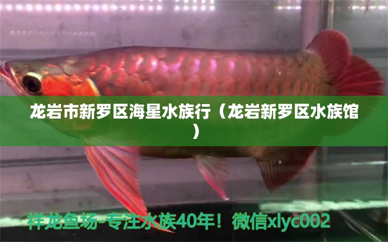 龍巖市新羅區(qū)海星水族行（龍巖新羅區(qū)水族館）