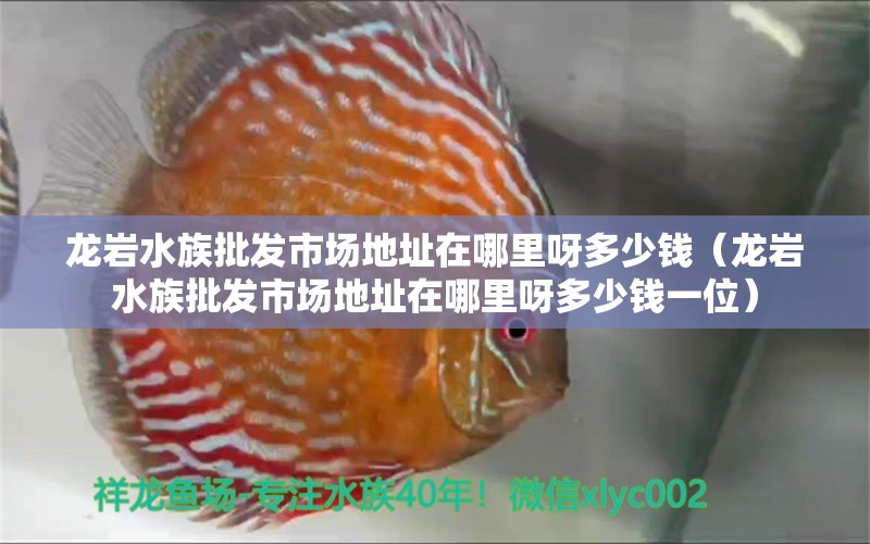 龍巖水族批發(fā)市場地址在哪里呀多少錢（龍巖水族批發(fā)市場地址在哪里呀多少錢一位） 觀賞魚水族批發(fā)市場