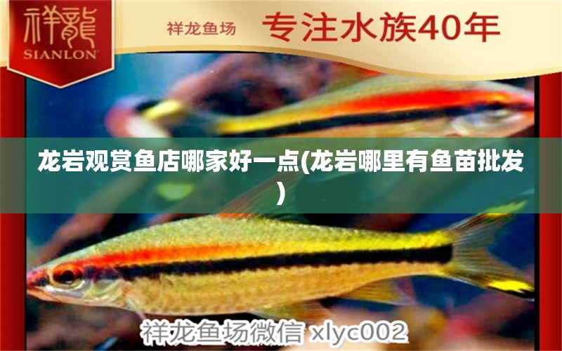 龍巖觀賞魚店哪家好一點(diǎn)(龍巖哪里有魚苗批發(fā)) 黑白雙星魚