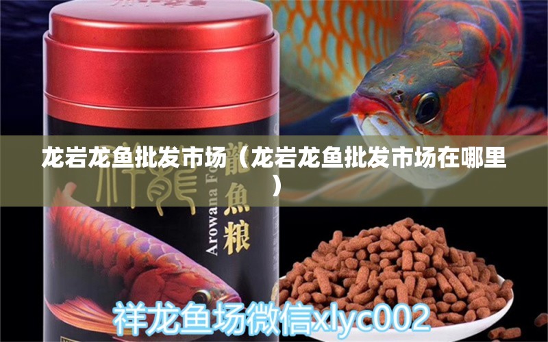 龍巖龍魚批發(fā)市場（龍巖龍魚批發(fā)市場在哪里） 龍魚批發(fā)