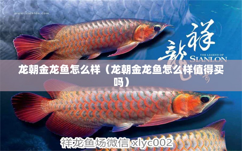 龍朝金龍魚怎么樣（龍朝金龍魚怎么樣值得買嗎）