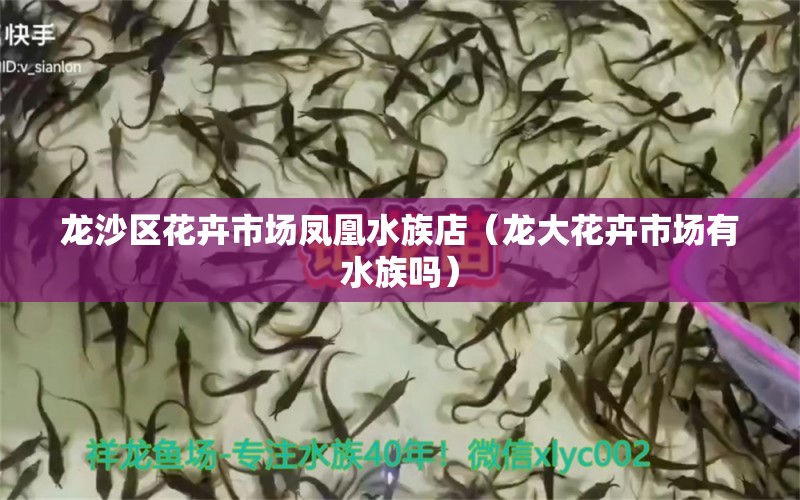 龍沙區(qū)花卉市場(chǎng)鳳凰水族店（龍大花卉市場(chǎng)有水族嗎）