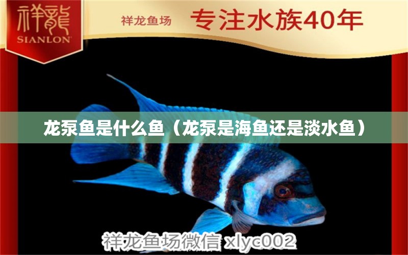 龍泵魚是什么魚（龍泵是海魚還是淡水魚）