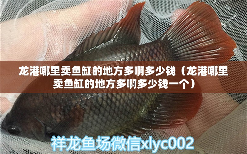 龍港哪里賣魚缸的地方多啊多少錢（龍港哪里賣魚缸的地方多啊多少錢一個(gè)） 伊巴卡魚