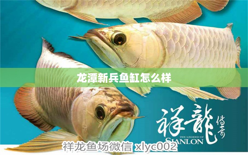 龍?zhí)缎卤~缸怎么樣 養(yǎng)魚知識