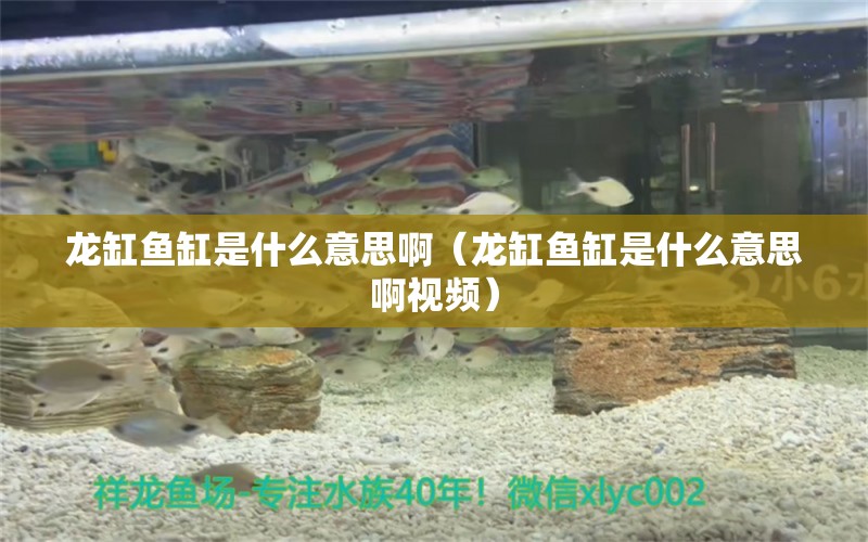 龍缸魚缸是什么意思啊（龍缸魚缸是什么意思啊視頻）