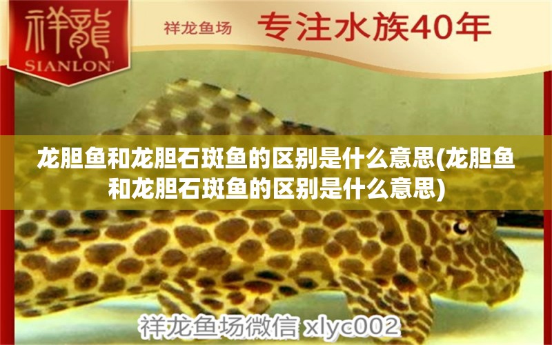 龍膽魚和龍膽石斑魚的區(qū)別是什么意思(龍膽魚和龍膽石斑魚的區(qū)別是什么意思) 短身紅龍魚