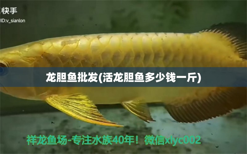 龍膽魚批發(fā)(活龍膽魚多少錢一斤) 熊貓異形魚L46