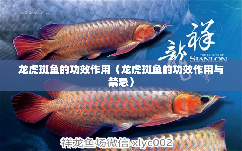 龍虎斑魚的功效作用（龍虎斑魚的功效作用與禁忌） 廣州龍魚批發(fā)市場(chǎng)