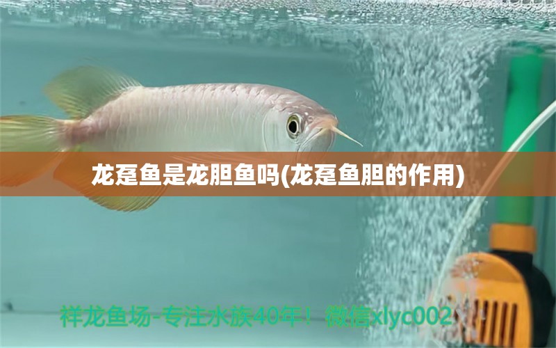 龍躉魚是龍膽魚嗎(龍躉魚膽的作用) 雙線側(cè)魚