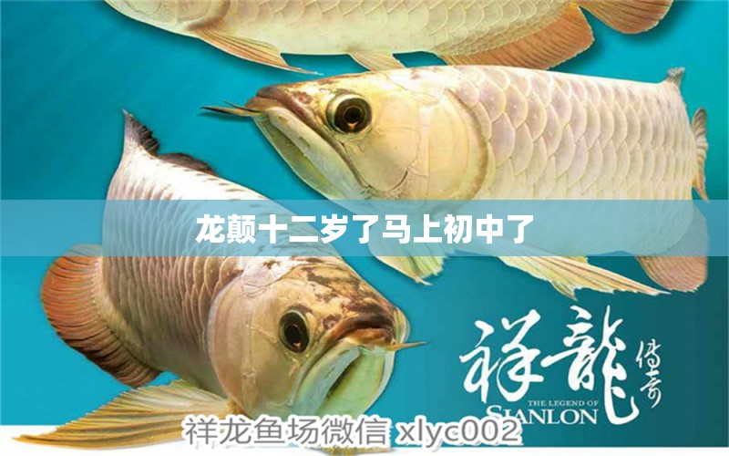 龍顛十二歲了馬上初中了 南美異型魚(yú)