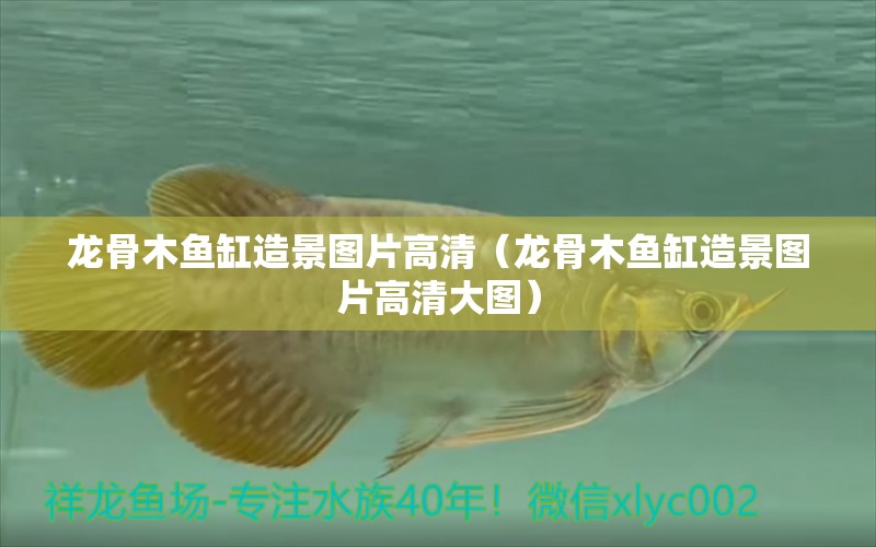 龍骨木魚(yú)缸造景圖片高清（龍骨木魚(yú)缸造景圖片高清大圖）