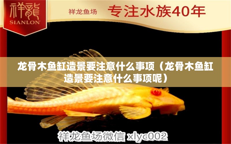 龍骨木魚(yú)缸造景要注意什么事項(xiàng)（龍骨木魚(yú)缸造景要注意什么事項(xiàng)呢）