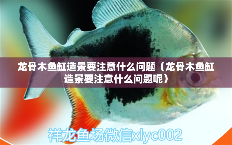 龍骨木魚(yú)缸造景要注意什么問(wèn)題（龍骨木魚(yú)缸造景要注意什么問(wèn)題呢）