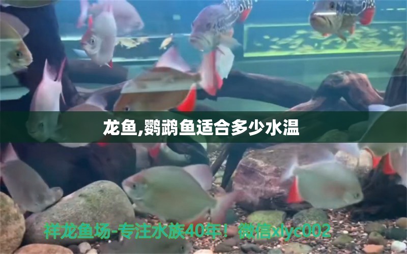 龍魚,鸚鵡魚適合多少水溫 