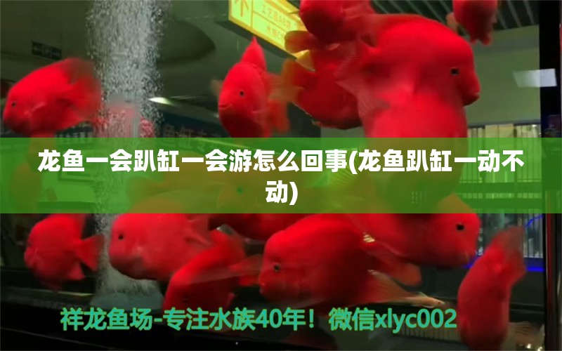 龍魚一會趴缸一會游怎么回事(龍魚趴缸一動不動)