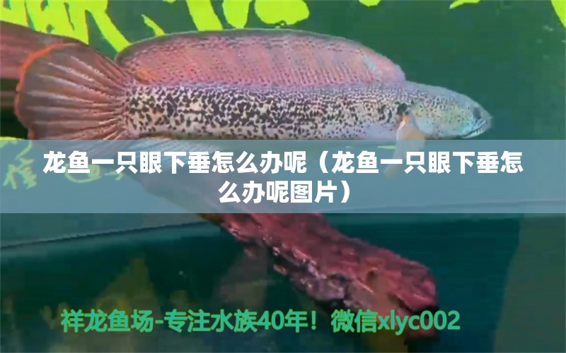 龍魚一只眼下垂怎么辦呢（龍魚一只眼下垂怎么辦呢圖片）