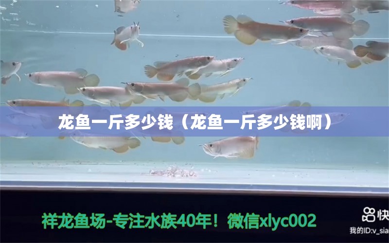 龍魚一斤多少錢（龍魚一斤多少錢?。?龍魚疾病與治療