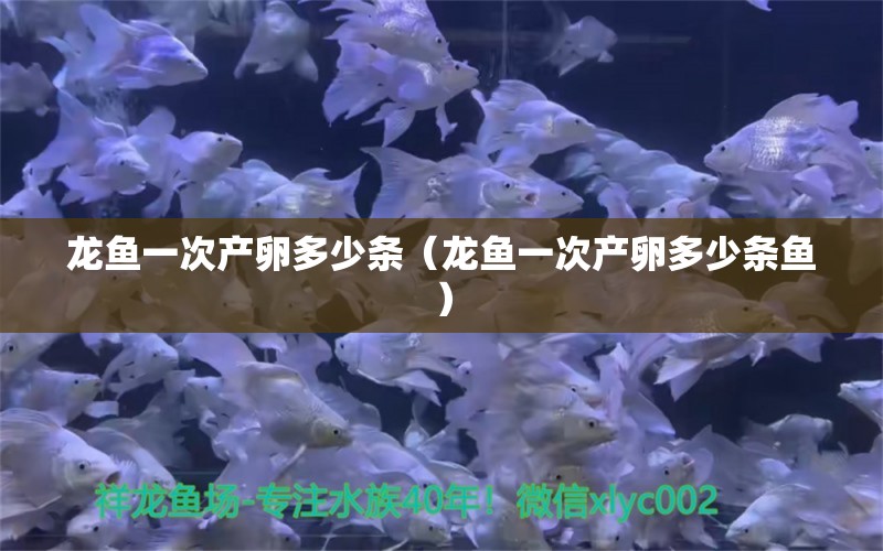 龍魚一次產(chǎn)卵多少條（龍魚一次產(chǎn)卵多少條魚） 白玉紅龍魚