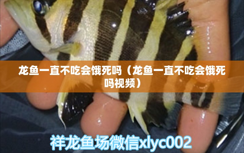 龍魚一直不吃會(huì)餓死嗎（龍魚一直不吃會(huì)餓死嗎視頻） 龍魚疾病與治療