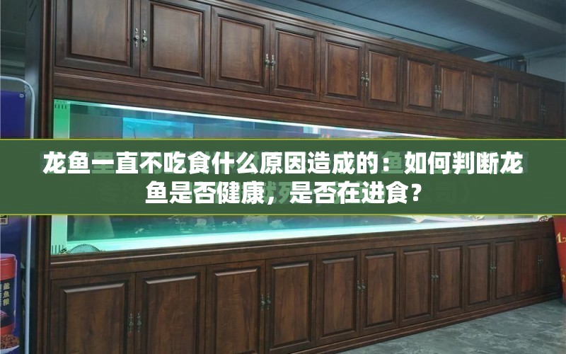 龍魚一直不吃食什么原因造成的：如何判斷龍魚是否健康，是否在進食？ 水族問答 第2張