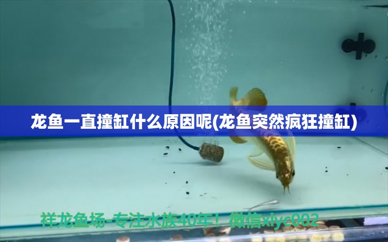 龍魚一直撞缸什么原因呢(龍魚突然瘋狂撞缸)