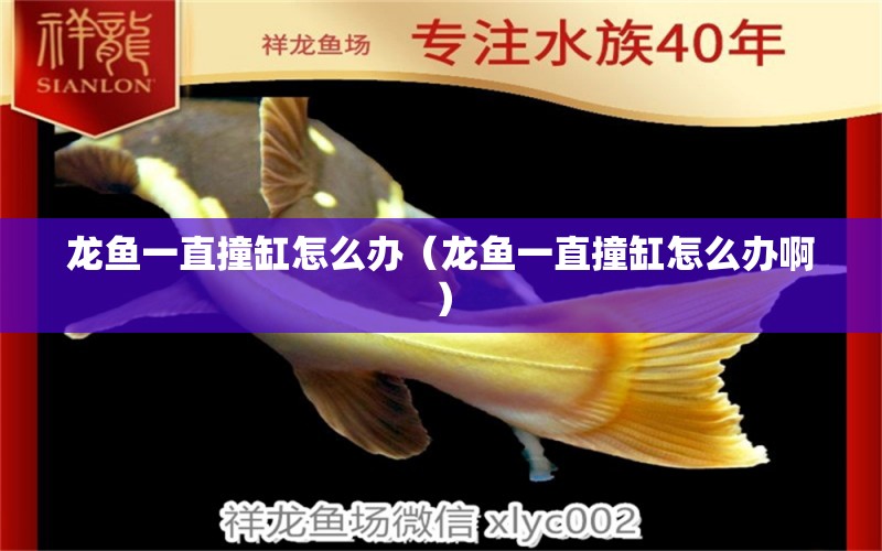 龍魚一直撞缸怎么辦（龍魚一直撞缸怎么辦?。?廣州龍魚批發(fā)市場(chǎng)