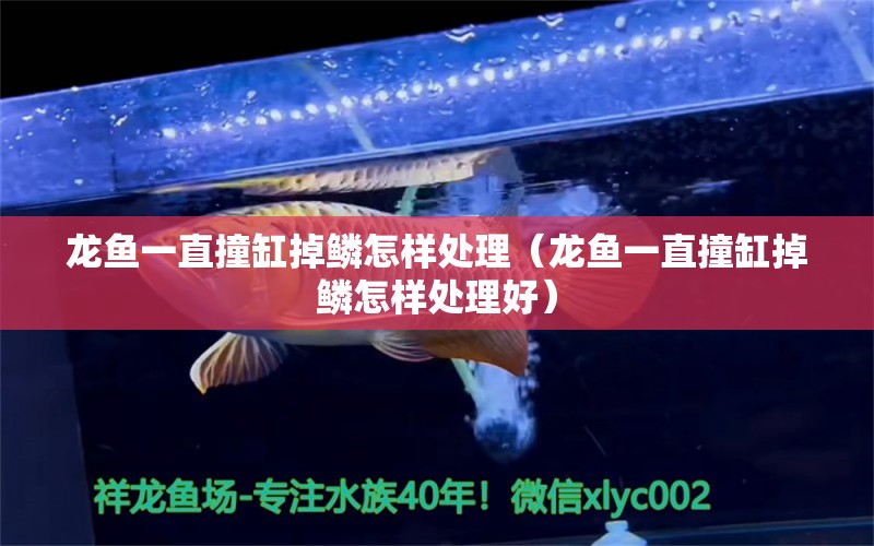 龍魚一直撞缸掉鱗怎樣處理（龍魚一直撞缸掉鱗怎樣處理好） 觀賞魚市場(chǎng)（混養(yǎng)魚）