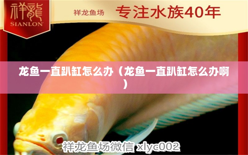 龍魚(yú)一直趴缸怎么辦（龍魚(yú)一直趴缸怎么辦?。? title=