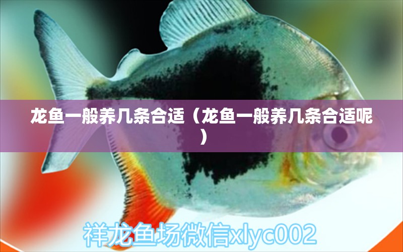 龍魚一般養(yǎng)幾條合適（龍魚一般養(yǎng)幾條合適呢） 孵化器