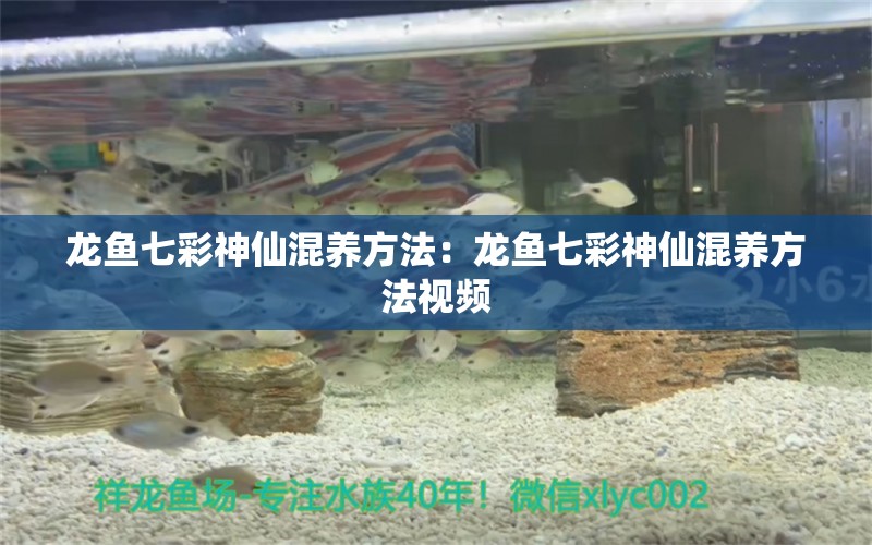 龍魚七彩神仙混養(yǎng)方法：龍魚七彩神仙混養(yǎng)方法視頻 七彩神仙魚