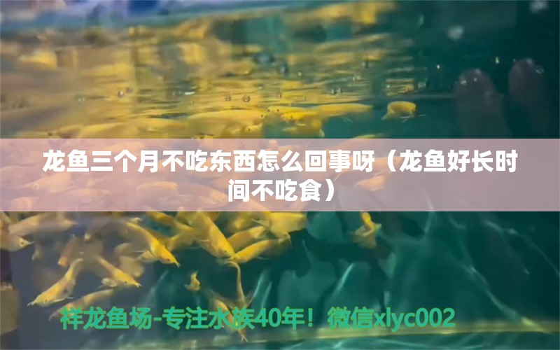 龍魚三個月不吃東西怎么回事呀（龍魚好長時間不吃食）