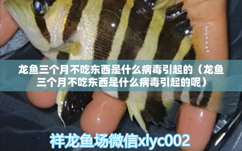 龍魚(yú)三個(gè)月不吃東西是什么病毒引起的（龍魚(yú)三個(gè)月不吃東西是什么病毒引起的呢）