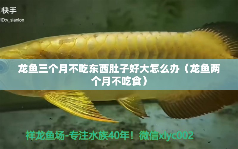 龍魚三個月不吃東西肚子好大怎么辦（龍魚兩個月不吃食）