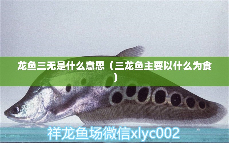 龍魚三無是什么意思（三龍魚主要以什么為食） 龍魚疾病與治療